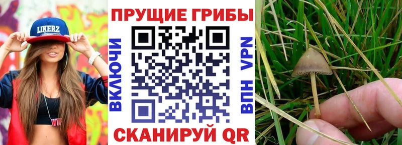 Галлюциногенные грибы Psilocybe  Красноуфимск 